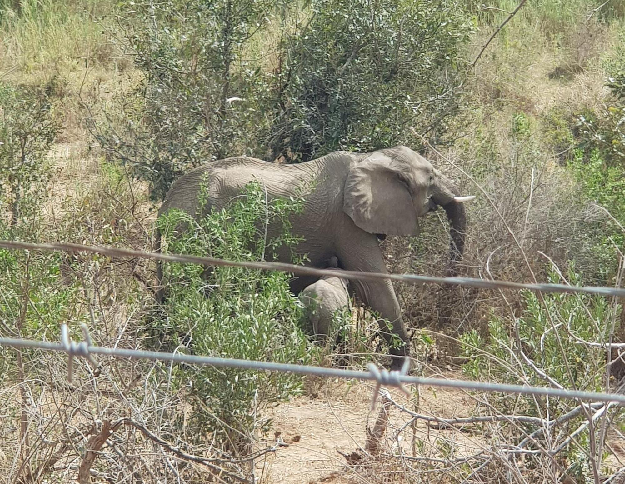 Homebase Kruger Marloth Park Exterior photo
