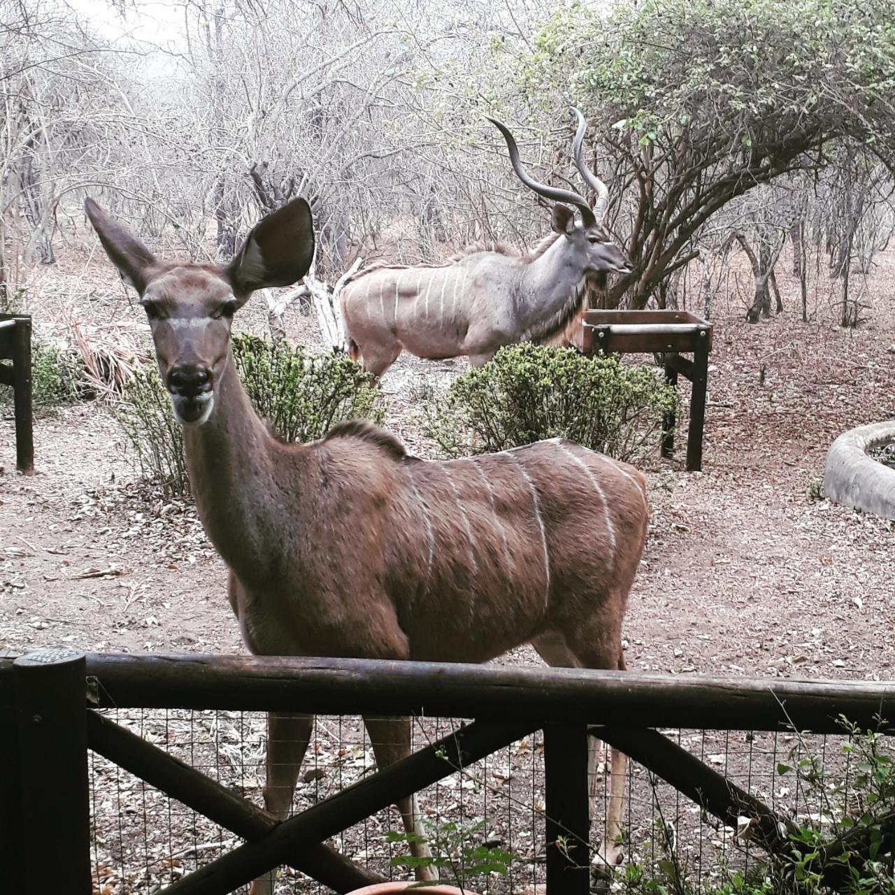 Homebase Kruger Marloth Park Exterior photo